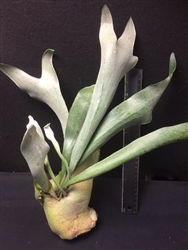 Platycerium bifurcatum, Staghorn Fern