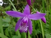 Bletilla striata 'Shi-Ran'