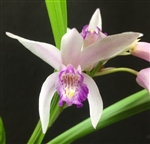 Bletilla Ornduff