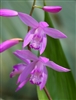 Bletilla striata 'Big Bob'