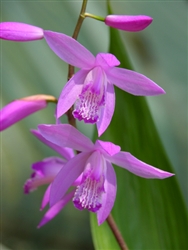 Bletilla striata 'Big Bob'