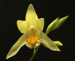 Bletilla ochracea