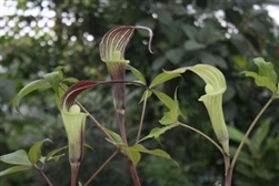 Arisaema toasaense