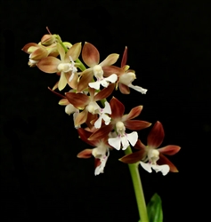 Calanthe discolor