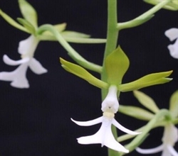 Calanthe herbacea