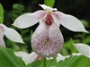 Cypripedium formosanum