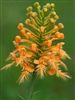 Platanthera ciliaris