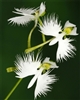 Pecteilis radiata variegated