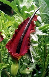 Dracunculus vulgaris, aka 'Voodoo Lily' (cold hardy)