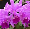 Cattleya Dupreana (warneri Ã— warscewiczii)