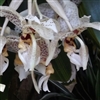 Stanhopea  tigrina x assidensis