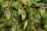 Barbosella miersii