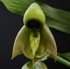 Catasetum viridiflavum