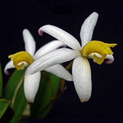 Laelia fournieri