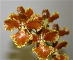 Oncidium forbesii