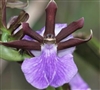 Zygopetalum triste