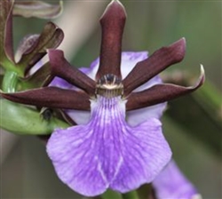 Zygopetalum triste