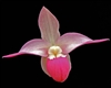 Phragmipedium Cape Sunset