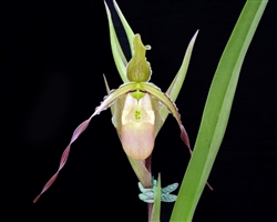 Phragmipedium Macrochilum