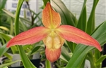 Phragmipedium QF Volcano Joy (Eric Young x QF Red Wings)