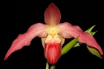 Phragmipedium Quintal Fire Wings (QF Red Wings x QF Kamakakilo Tyler)