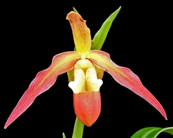 Phragmipedium Saint Peter