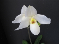 Paphiopedilum Deperle