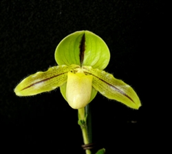 Paphiopedilum Druid Spring (druryi 'Ray' HCC/AOS x primulinum 'Lehua Twirls' AM/AOS)