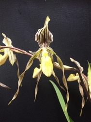 Paphiopedilum Temptation