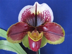 Paphiopedilum Val Ablaze