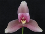 Lycaste Leilani's Pink Hints