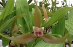 Lycaste schilleriana frm. rosea