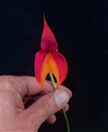 Masdevallia veitchiana species