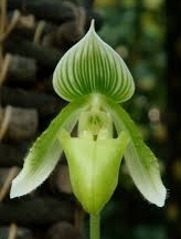 Paphiopedilum wardii v. alba