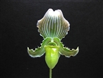 Paphiopedilum fairrieanum var. alba