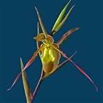 Phragmipedium longifolium