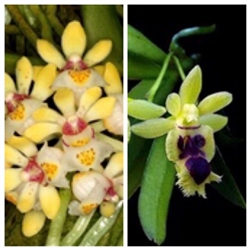 Gastrochilus japonicus & retrocalla