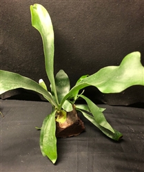 Staghorn, Fern Gift