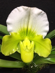 Green/White XL Lady Slipper Orchid Gift