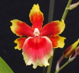 Oncidium Pacific Waters