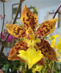 'Soleil brillant' Orchid Gift