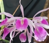 Bc. Morning Glory 'Valentine Kiss'