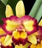 Rlc. Shin Shiang Diamond '#1'