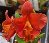 Rth. Chief Glory 'Red Ant' (Mini Cattleya)