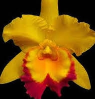 Blc. Shingfong Gold Gem 'Golden Jewel'