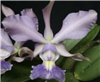 Cattleya Mem. Hiromi Nishii v. coerulea (walkeriana v. coerulea 'Edward' x schilleriana v. coerulea 'Nagera')