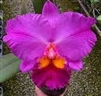 Rlc. Perfect Choice 'Purple Lady' BM/JOGA