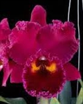 Rlc. Sanyung Ruby 'Da Wan' (Waianae Coast x Chia Lin)