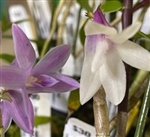 Dendrobium Akaishi (victoria-reginae x bracteosum v. alba)