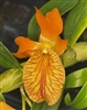 Dendrobium Sheng Yi Bumblebee (unicum x Stardust)